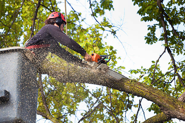 Mulching Services in Sanborn, IA